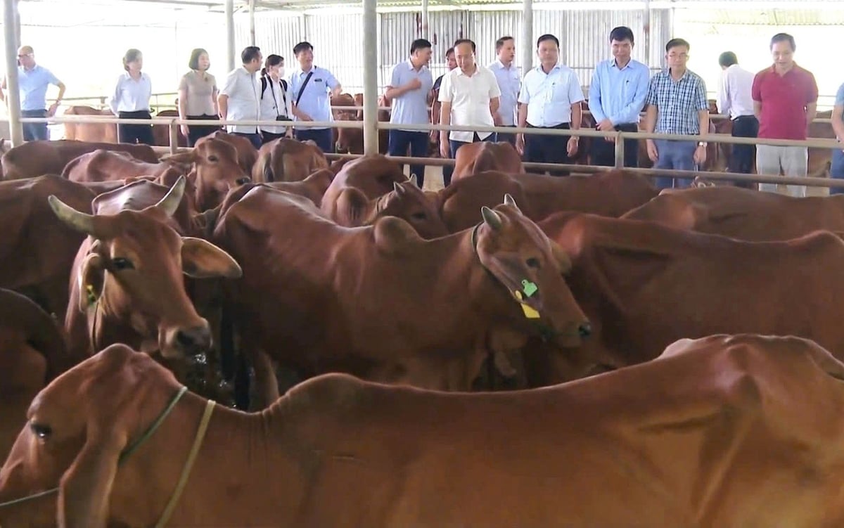 30 hộ dân tại các huyện Con Cuông, Thanh Chương, Nghi Lộc được hưởng lợi từ mối hợp tác chặt chẽ giữa đôi bên. Ảnh: Việt Khánh. 30 hộ dân tại các huyện Con Cuông, Thanh Chương, Nghi Lộc được hưởng lợi từ mối hợp tác chặt chẽ giữa đôi bên. Ảnh: Việt Khánh.