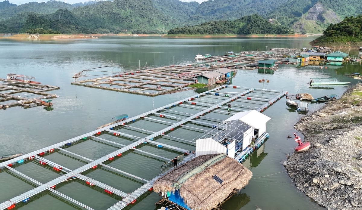 Nuôi cá đặc sản giúp nhiều hộ dân tại huyện Na Hang có thu nhập hàng trăm triệu đồng mỗi năm. Ảnh: Đào Thanh. Nuôi cá đặc sản giúp nhiều hộ dân tại huyện Na Hang có thu nhập hàng trăm triệu đồng mỗi năm. Ảnh: Đào Thanh.