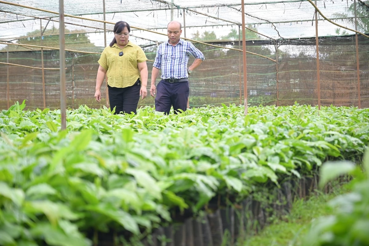 Thạc sĩ Đinh Thị Tiếu Oanh, Trưởng bộ môn Cây công nghiệp - Viện Khoa học Nông lâm nghiệp Tây Nguyên cho biết, cà phê là cây lâu năm có yêu cầu cao về đất đai. Ảnh: Phạm Hoài. Thạc sĩ Đinh Thị Tiếu Oanh, Trưởng bộ môn Cây công nghiệp - Viện Khoa học Nông lâm nghiệp Tây Nguyên cho biết, cà phê là cây lâu năm có yêu cầu cao về đất đai. Ảnh: Phạm Hoài.