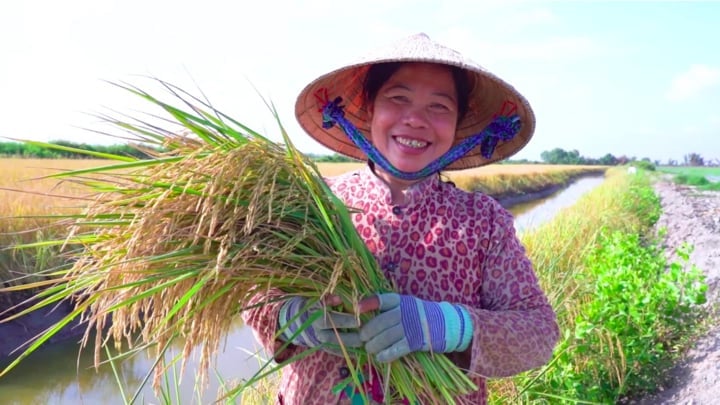 Gặt lúa phát thải thấp ở Nghệ An tháng 6/2025. Ảnh: TN. Gặt lúa phát thải thấp ở Nghệ An tháng 6/2025. Ảnh: TN.