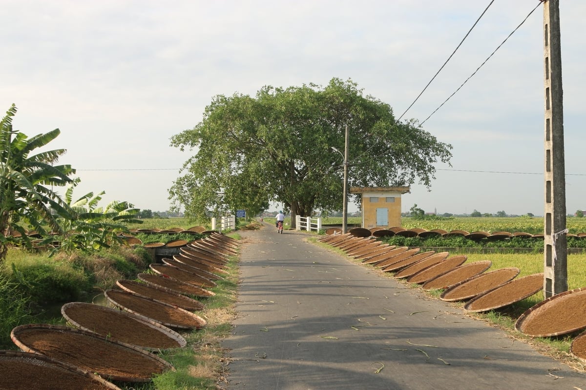 Hải Phòng có nhiều sản phẩm đặc trưng, hoàn toàn có thể giúp nông dân làm giàu nhưng chưa có doanh nghiệp đủ lớn quan tâm đầu tư. Ảnh: Đinh Mười. Hải Phòng có nhiều sản phẩm đặc trưng, hoàn toàn có thể giúp nông dân làm giàu nhưng chưa có doanh nghiệp đủ lớn quan tâm đầu tư. Ảnh: Đinh Mười.