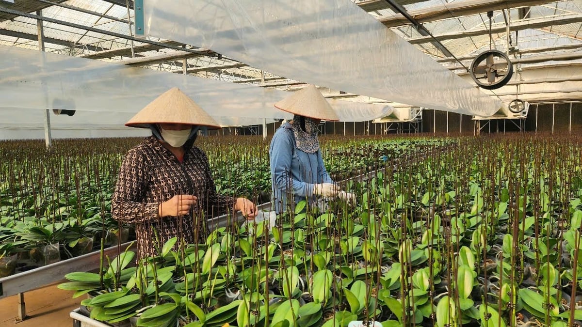Một doanh nghiệp đầu từ cả 100 tỷ đồng để phát triển khu vực trồng lan Hồ Điệp tại Thủy Nguyên. Ảnh: Đinh Mười. Một doanh nghiệp đầu từ cả 100 tỷ đồng để phát triển khu vực trồng lan Hồ Điệp tại Thủy Nguyên. Ảnh: Đinh Mười.