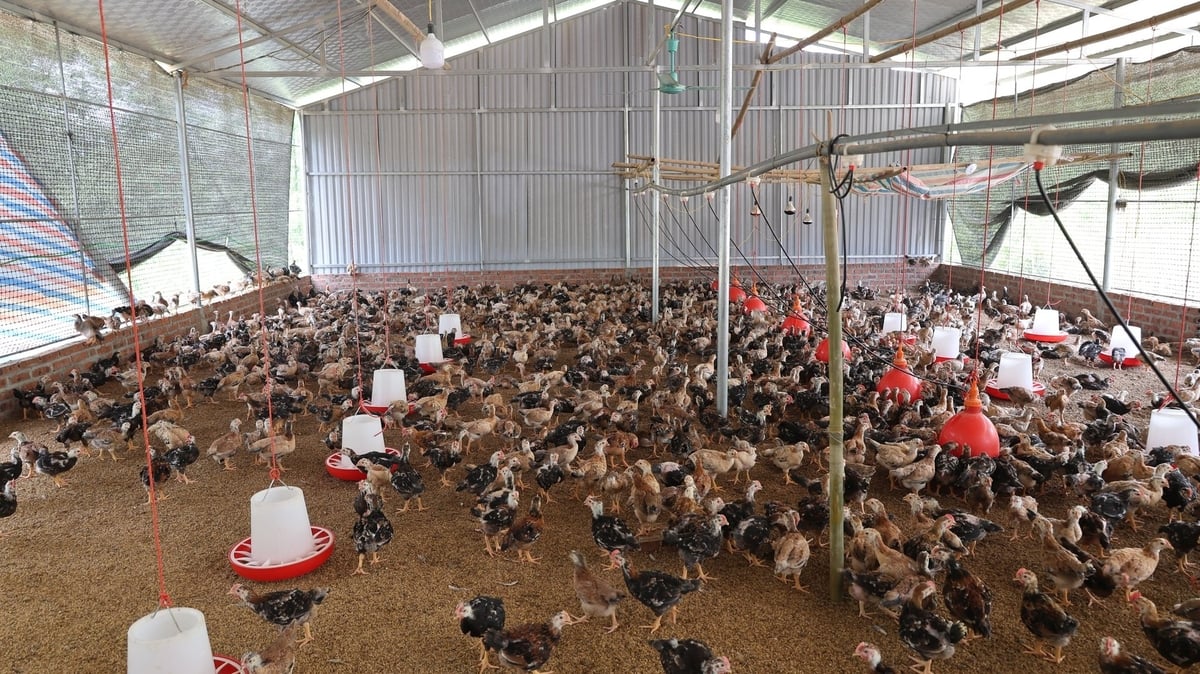 Nuôi gà trên đệm lót sinh học mang lại lợi ích kép trong chăn nuôi lẫn trồng trọt. Ảnh: Thanh Tâm. Nuôi gà trên đệm lót sinh học mang lại lợi ích kép trong chăn nuôi lẫn trồng trọt. Ảnh: Thanh Tâm.