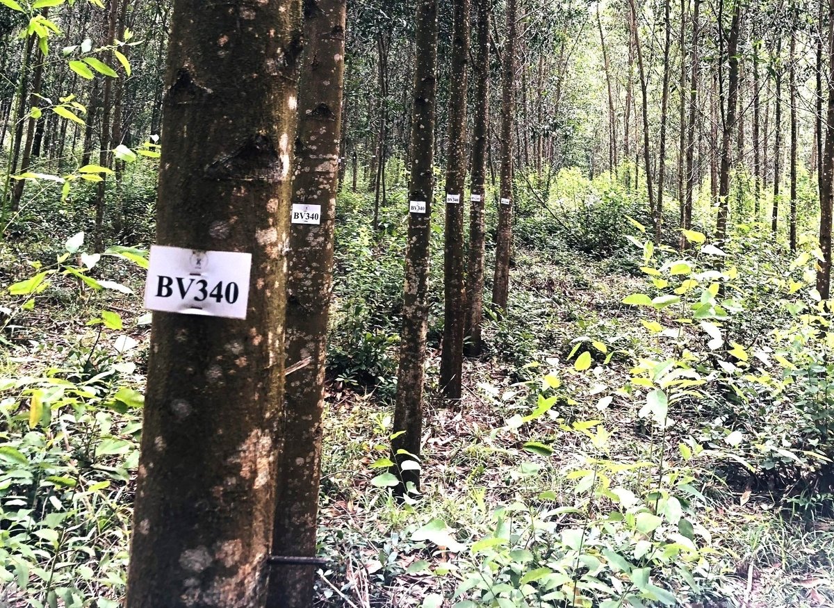 Rừng trồng giống keo lai BV 340 có thân thẳng, cành nhành nhỏ, chống chịu gió bão tốt, đạt năng suất từ 25 m3/ha/năm trở lên của Công ty TNHH Lâm nghiệp Quy Nhơn. Ảnh: V.Đ.T. Rừng trồng giống keo lai BV 340 có thân thẳng, cành nhành nhỏ, chống chịu gió bão tốt, đạt năng suất từ 25 m3/ha/năm trở lên của Công ty TNHH Lâm nghiệp Quy Nhơn. Ảnh: V.Đ.T.