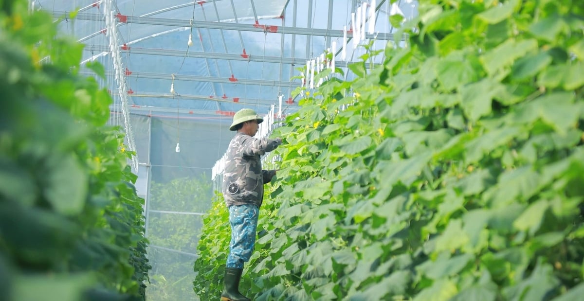 Mỗi năm trang trại thu lãi gần nửa tỷ đồng. Ảnh: Việt Khánh.