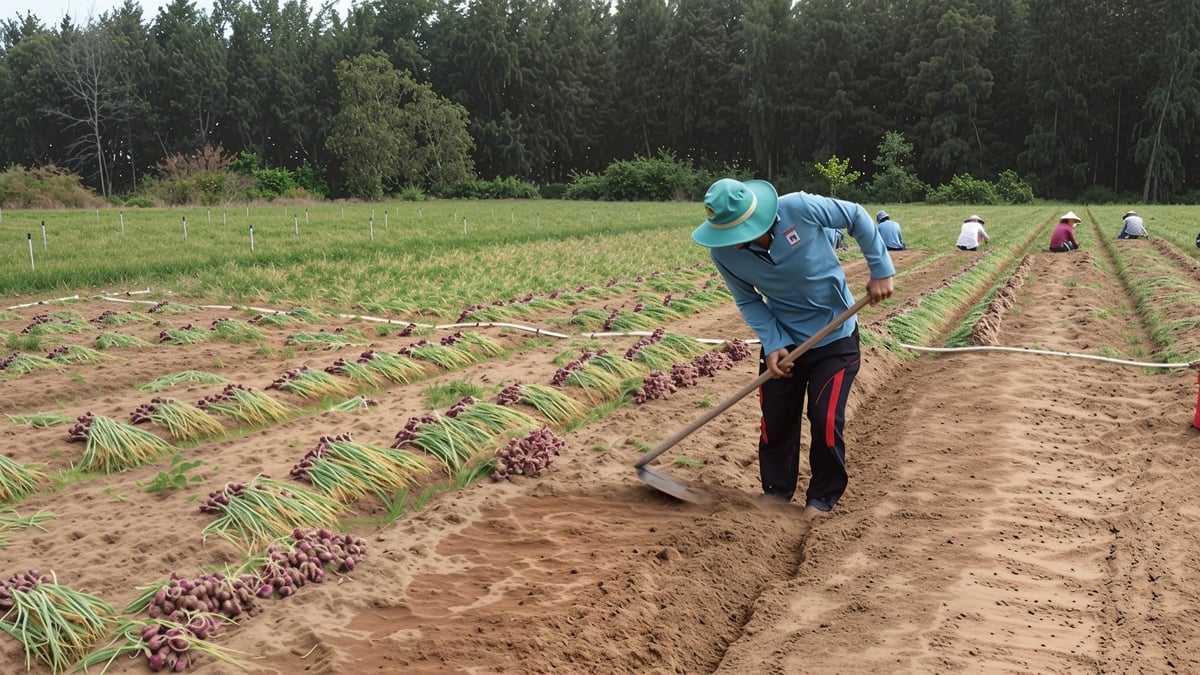 Bị ảnh hưởng bởi gió biển, ruộng hành tím của người dân giảm năng suất. Ảnh: Hồ Thảo. Bị ảnh hưởng bởi gió biển, ruộng hành tím của người dân giảm năng suất. Ảnh: Hồ Thảo.