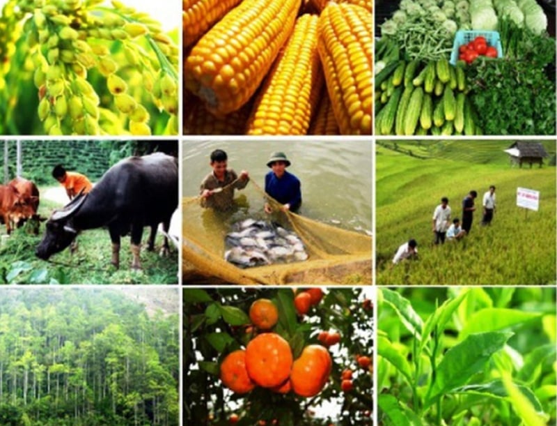 Từ 1/7, sản phẩm cây trồng, rừng trồng, chăn nuôi, thủy sản nuôi trồng... không thuộc đối tượng chịu thuế giá trị gia tăng. Ảnh: vneconomy.vn. Từ 1/7, sản phẩm cây trồng, rừng trồng, chăn nuôi, thủy sản nuôi trồng... không thuộc đối tượng chịu thuế giá trị gia tăng. Ảnh: vneconomy.vn.