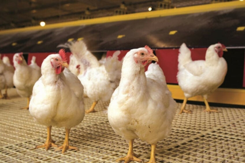 The Brazilian government has begun talks with countries that had temporarily restricted imports of Brazilian poultry products, aiming to accelerate the reopening of these markets. Photo: Embrapa.
