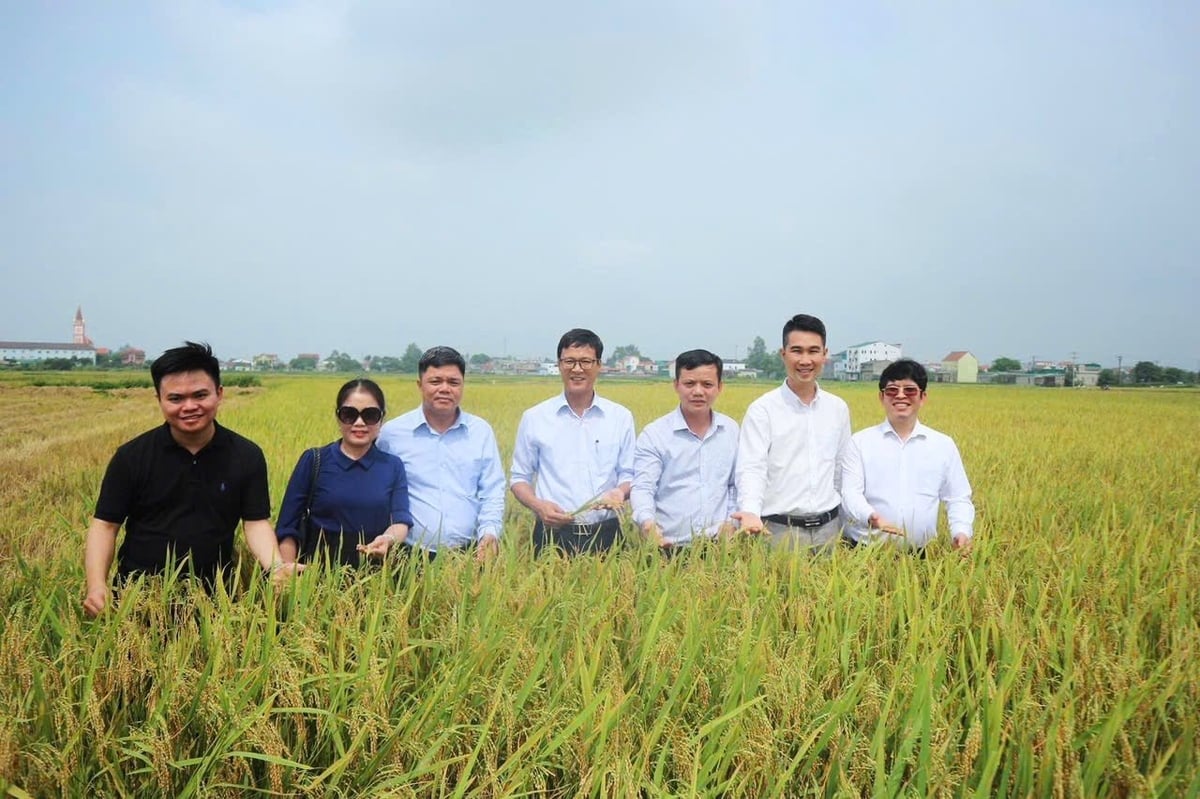 Đoàn chuyên gia khảo sát cánh đồng canh tác theo phương pháp ngập khô xen kẽ. Ảnh: TN. Đoàn chuyên gia khảo sát cánh đồng canh tác theo phương pháp ngập khô xen kẽ. Ảnh: TN.