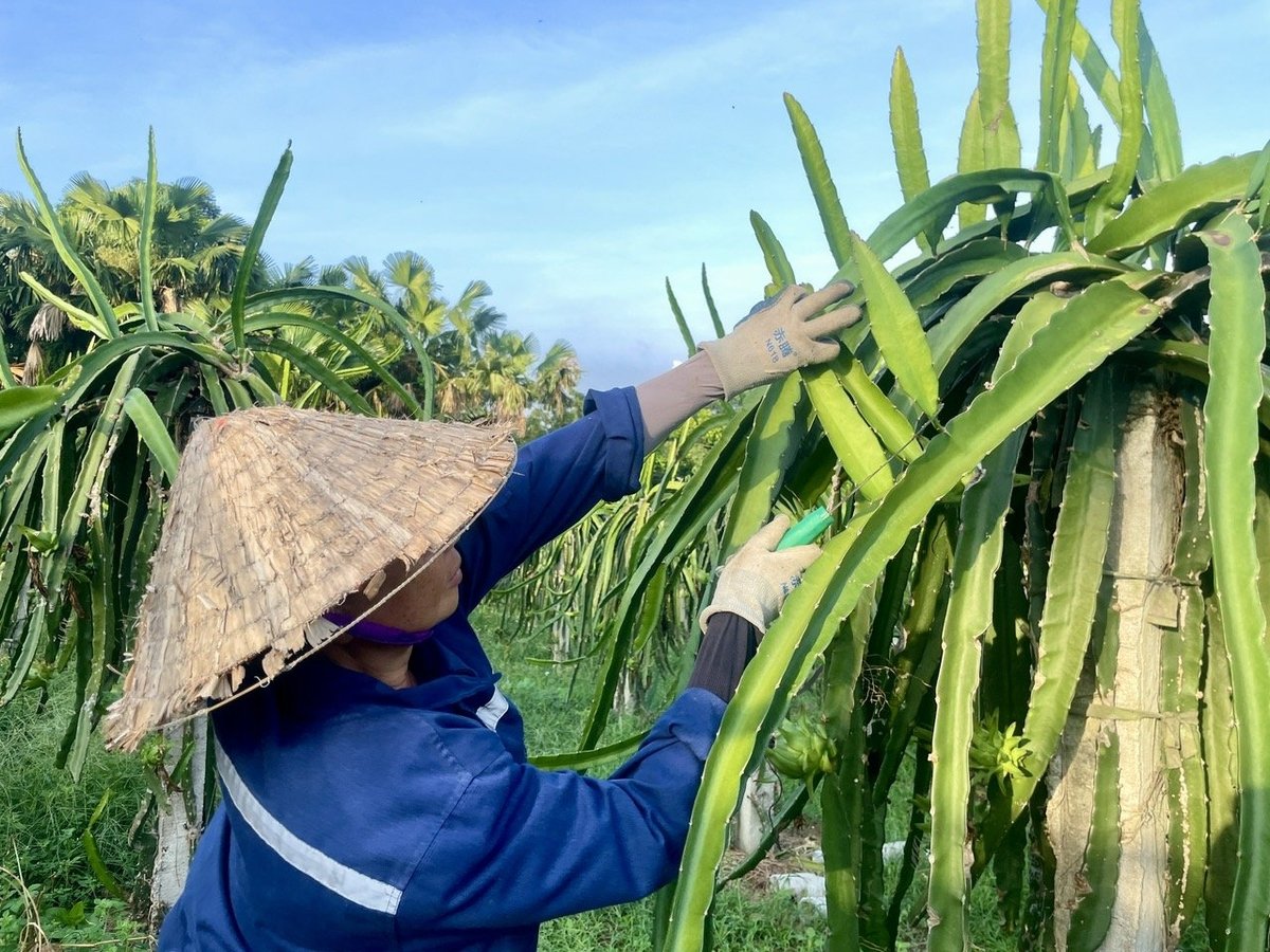 Cây thanh long là cây dễ sống, chịu hạn nhưng để 'sống có lãi' thì con người vẫn là yếu tố quan trọng nhất. Ảnh: Hùng Khang Cây thanh long là cây dễ sống, chịu hạn nhưng để 'sống có lãi' thì con người vẫn là yếu tố quan trọng nhất. Ảnh: Hùng Khang