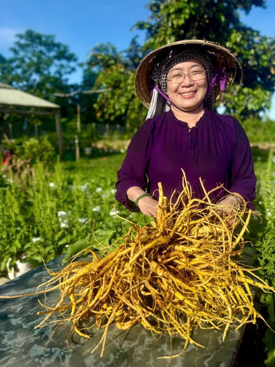 Kỹ sư Võ Thị Ngọc giới thiệu củ sâm Nữ Hoàng. Ảnh: NVCC. Kỹ sư Võ Thị Ngọc giới thiệu củ sâm Nữ Hoàng. Ảnh: NVCC.