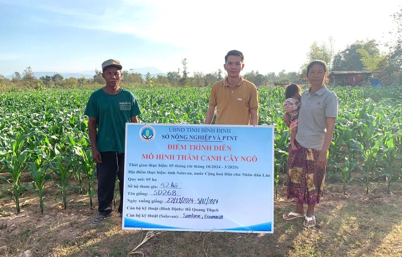 Kỹ sư Hồ Quang Thạch (giữa) bên ruộng ngô trong mô hình. Ảnh: TTKNBĐ.