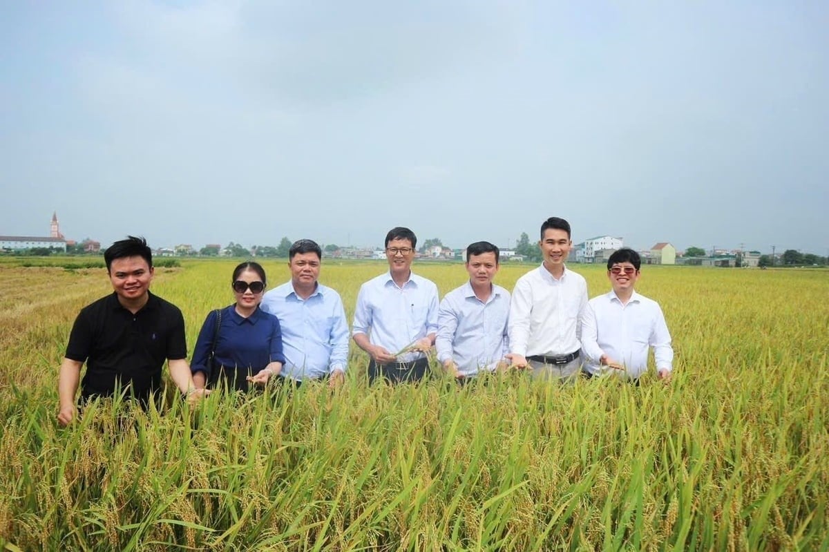Experts survey rice fields cultivated according to the AWD method. Photo: TN.