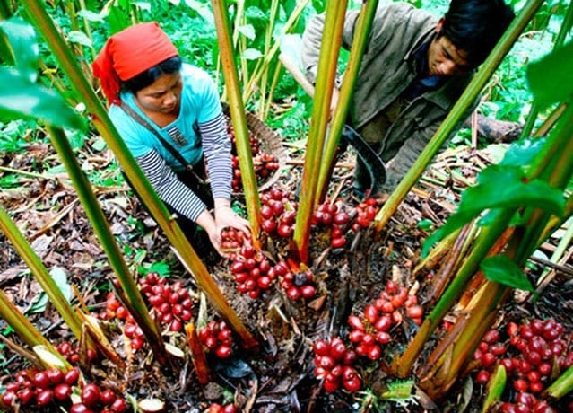 Trồng cây dược liệu thảo quả dưới tán rừng tại xã Tênh Phông Ảnh: CTVTrồng cây dược liệu thảo quả dưới tán rừng tại xã Tênh Phông Ảnh: CTV
