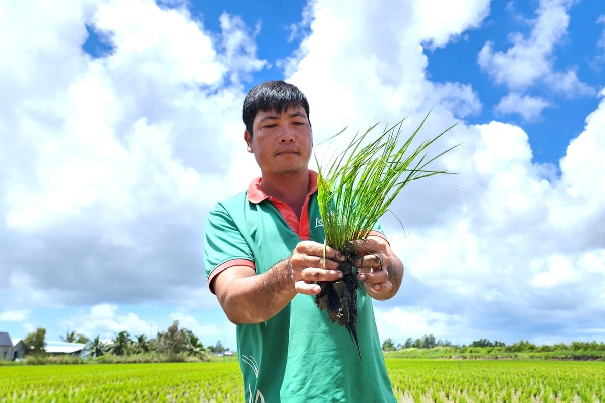 Tại ĐBSCL xuất hiện ngày càng nhiều mô hình sản xuất lúa hữu cơ. Ảnh: Kim Anh. Tại ĐBSCL xuất hiện ngày càng nhiều mô hình sản xuất lúa hữu cơ. Ảnh: Kim Anh.