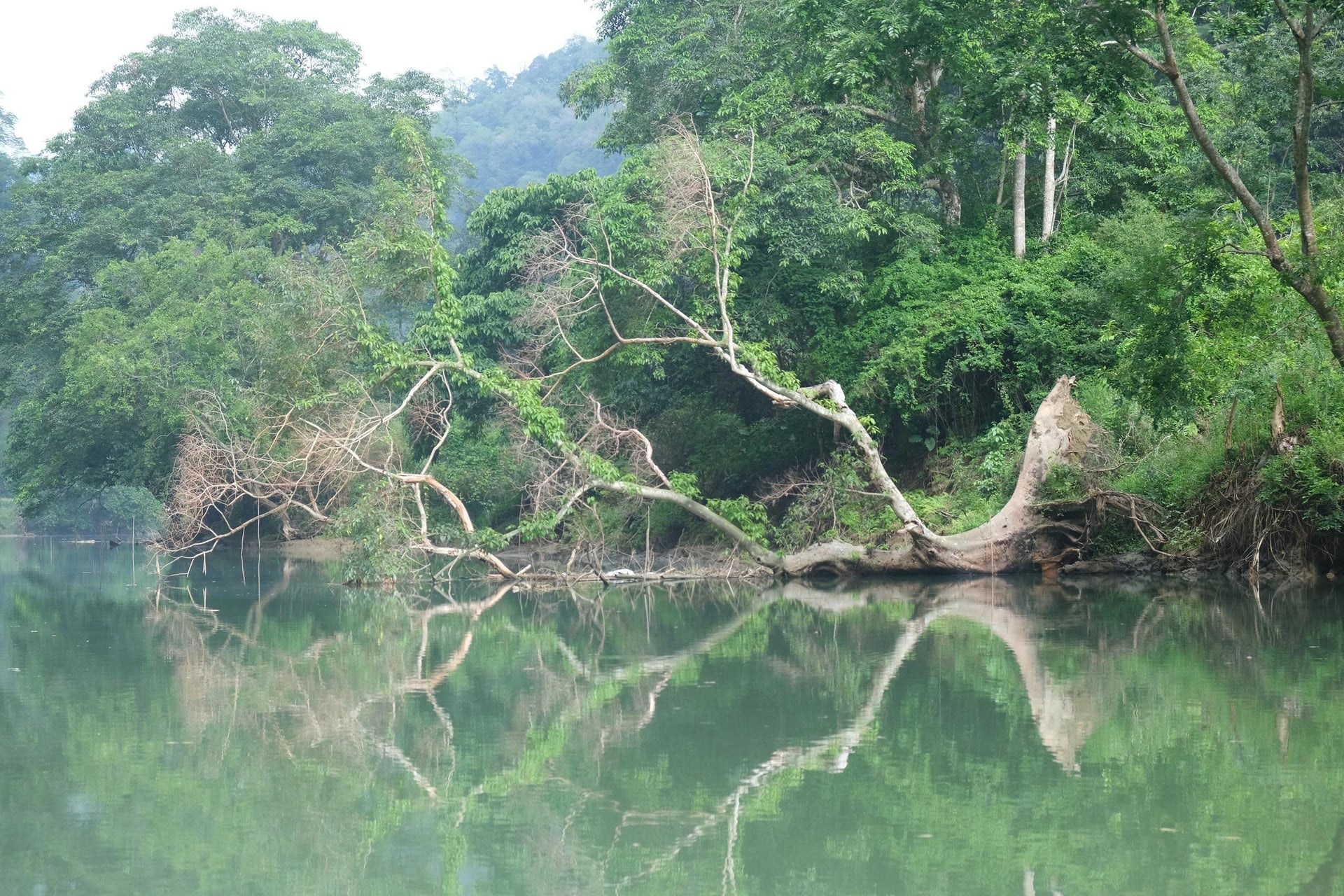 Thảm thực vật giữa lòng hồ Ba Bể. Ảnh: Kiên Trung.