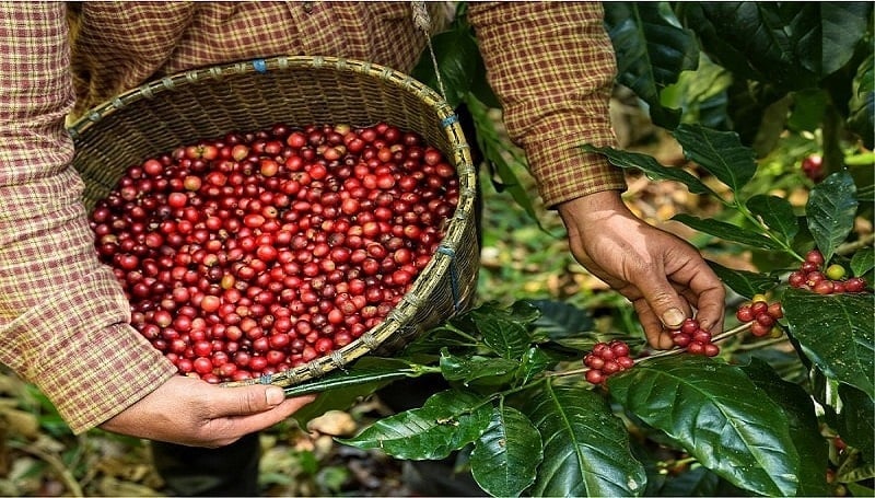 Bộ Nông nghiệp và Môi trường cũng đưa ra nhiều giải pháp để đẩy mạnh xuất khẩu với một số mặt hàng như cà phê, hồ tiêu, hạt điều, chè, cao su. Ảnh: Minh Hoàng.