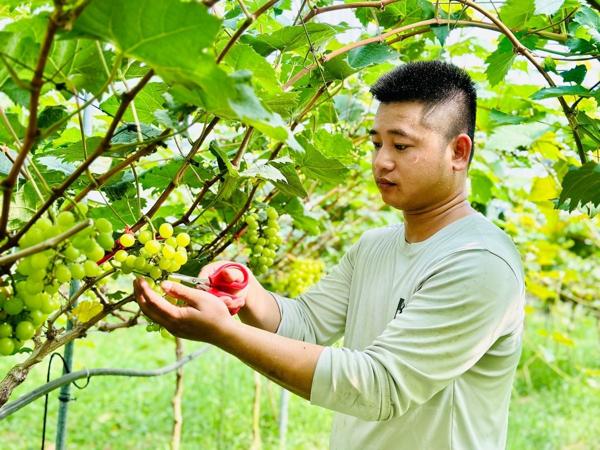 Mô hình nông nghiệp hữu cơ của anh Lữ Văn Anh và cộng sự rộng khoảng 1 ha. Ảnh: Thanh Nga.