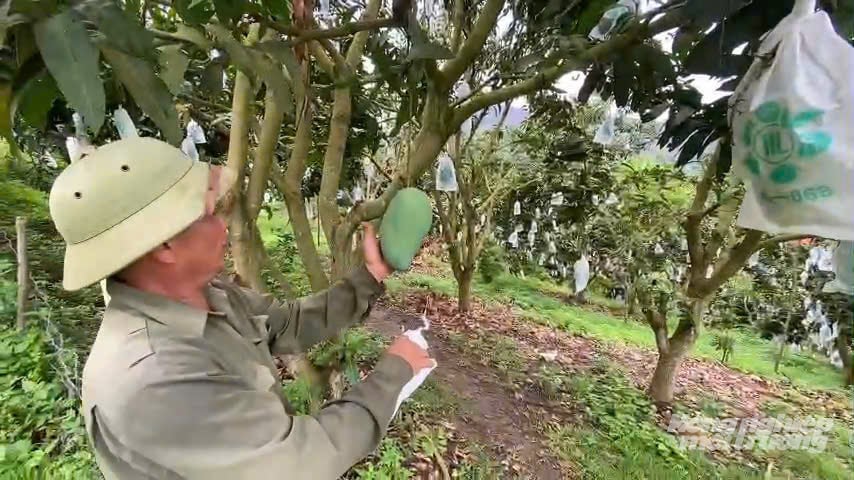Một góc đồi xoài VietGAP của ông Vượng. Ảnh: Hải Tiến. Một góc đồi xoài VietGAP của ông Vượng. Ảnh: Hải Tiến.