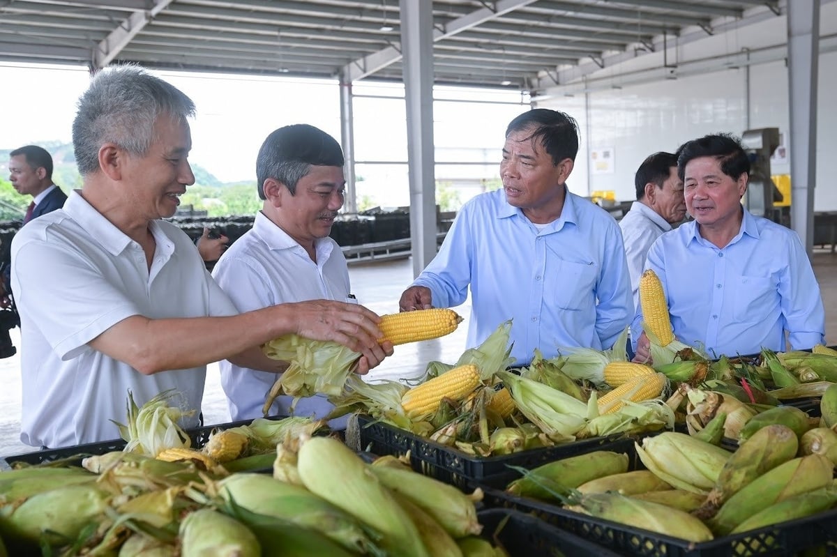 Các sản phẩm nông nghiệp cần phải tổ chức theo hướng hàng hóa mới thu lại được hiệu quả kinh tế cao. Ảnh: Tùng Đinh.