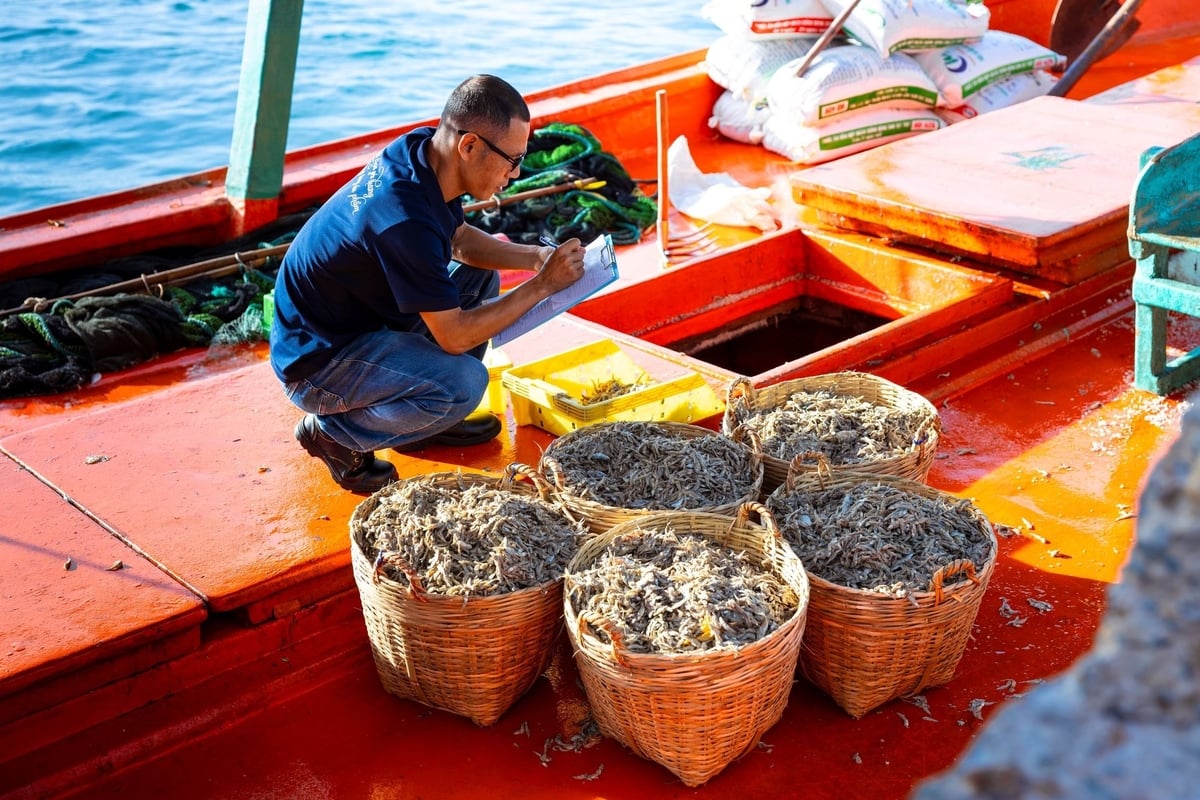 Chuyên viên Kỹ thuật của Masan PQ kiểm tra chất lượng cá trước khi chuyển về nhà ủ chượp. Ảnh: MS.