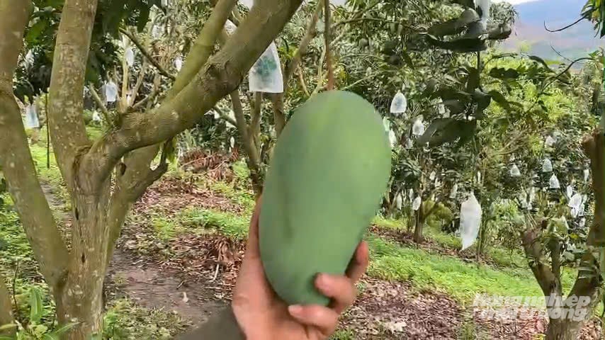 Các vườn xoài đều được bao trái nên quả nào cũng cho mã đẹp, sạch sâu bệnh. Ảnh: Hải Tiến. Các vườn xoài đều được bao trái nên quả nào cũng cho mã đẹp, sạch sâu bệnh. Ảnh: Hải Tiến.