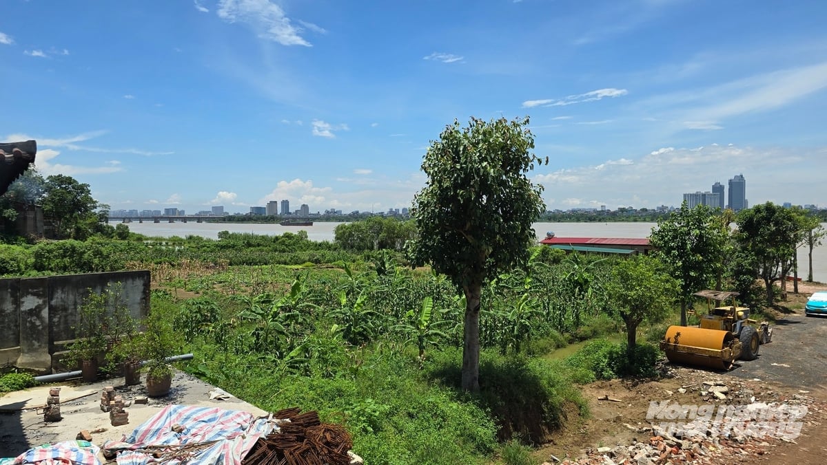 Toàn bộ khu vực này hàng trăm năm qua là bãi bồi, người dân chỉ dám canh tác hoa màu, cây ngắn ngày. Ảnh: Kiên Trung.