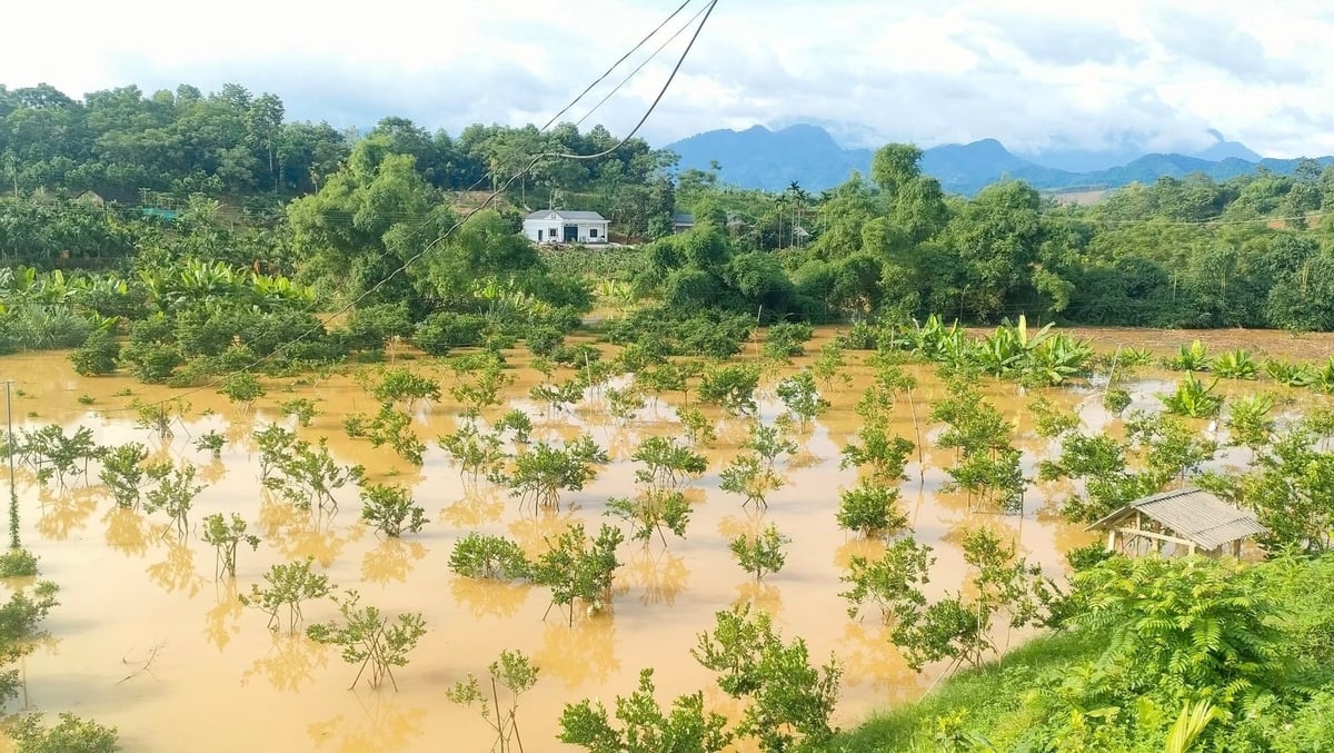 Nhiều diện tích cây ăn quả tại xã Yên Phú, tỉnh Tuyên Quang bị ngập úng do mưa lũ. Ảnh: Đào Thanh.