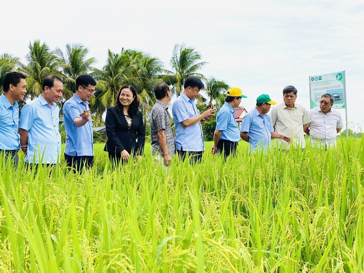 Thứ trưởng Bộ Nông nghiệp và Môi trường Trần Thanh Nam, tham quan cánh đồng triển khai Đề án 1 triệu ha lúa chất lượng cao tại tỉnh Đồng Tháp. Ảnh: Lê Hoàng Vũ.