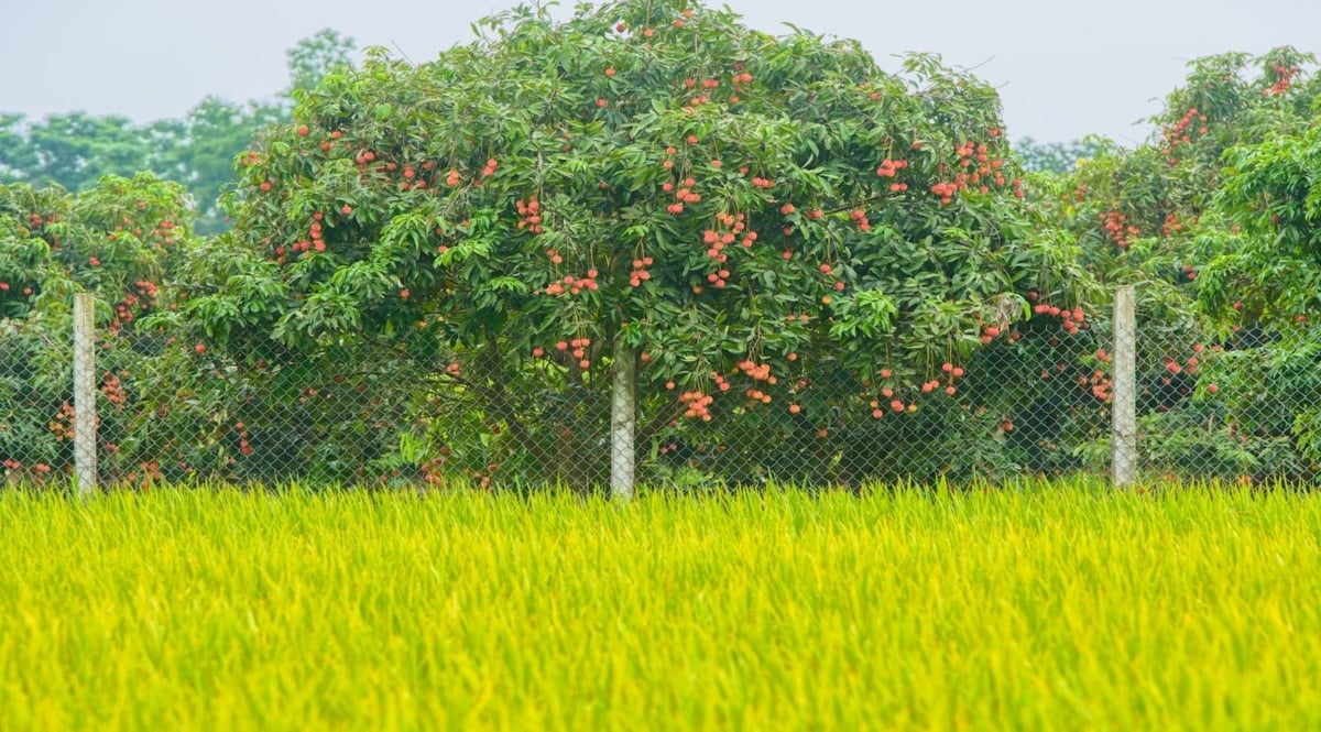 Vườn vải trứng của gia đình ông Lê Quang Mậu tại thôn Long Cầu, xã Đoàn Đào (Hưng Yên). Ảnh: Lê Tấn.