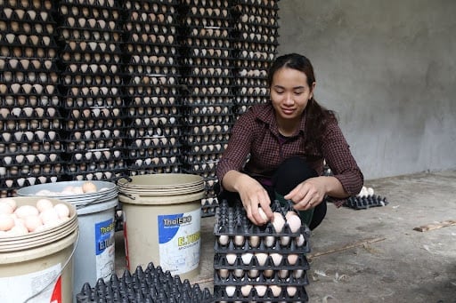 Chị Dung tỉ mỉ xếp trứng – thành quả từ hành trình khởi nghiệp với điểm tựa là khoản trợ cấp bảo hiểm thất nghiệp. Ảnh: Lê Ngọc.