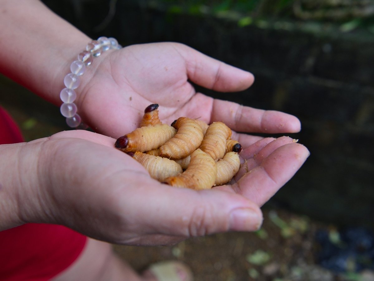 Cận cảnh đuôi cọ. Ảnh: Bảo Thắng.