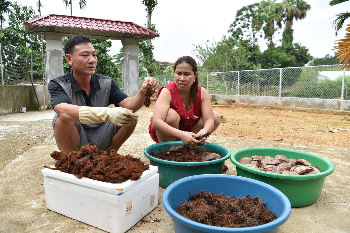 Kén của đuông cọ. Ảnh: Dương Đình Tường.