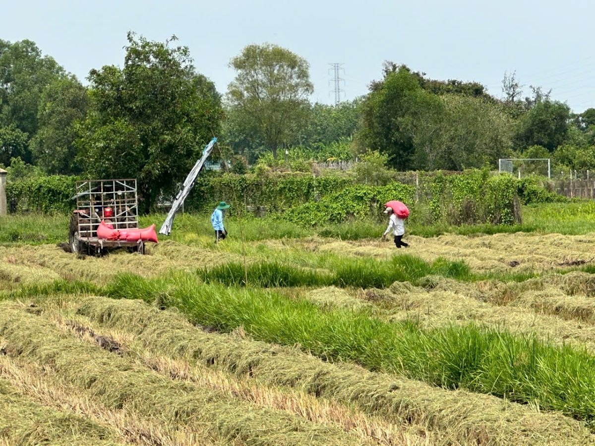 Giá thóc thu thuế sử dụng đất nông nghiệp trên địa bàn TP.HCM là 8.200 đồng/kg. Ảnh: Thục Vy.