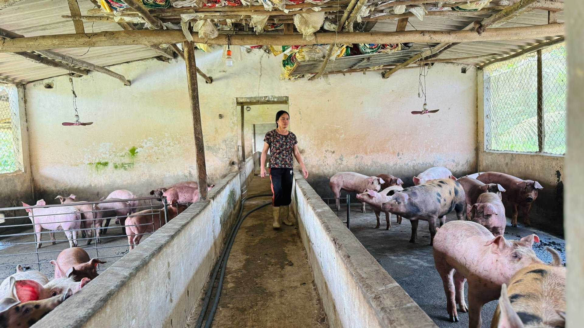 Trong mô hình trang trại tổng hợp, bà Ánh lấy chăn nuôi lợn là chủ lực. Ảnh: Ánh Nguyệt.