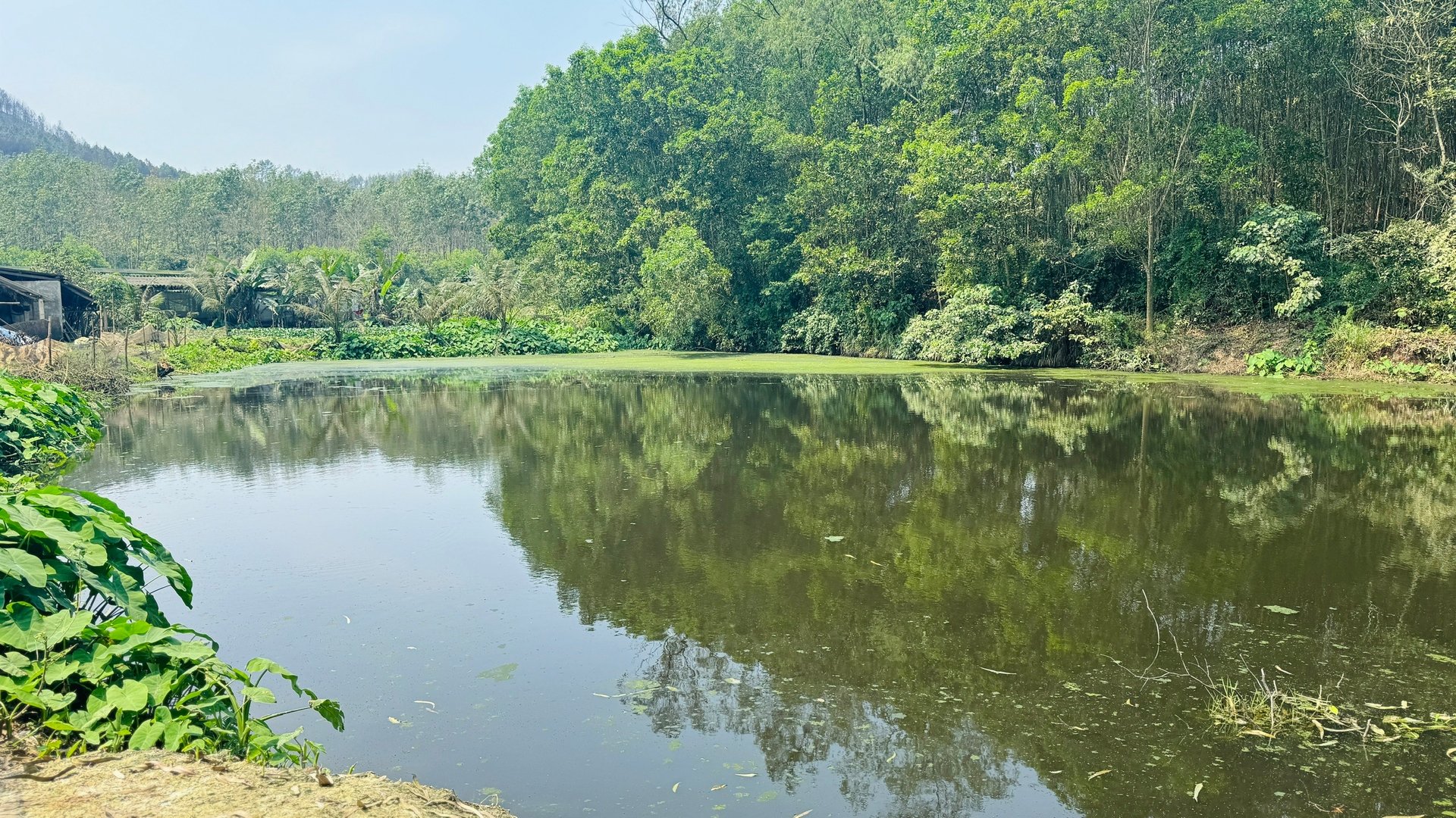 Không chỉ chăn nuôi, bà Ánh còn đào 5 ao nuôi các loại cá như cá leo, cá mè, cá trắm, cá rô phi… nhằm tận dụng nguồn thức ăn sẵn có, đồng thời xử lý môi trường. Ảnh: Ánh Nguyệt.
