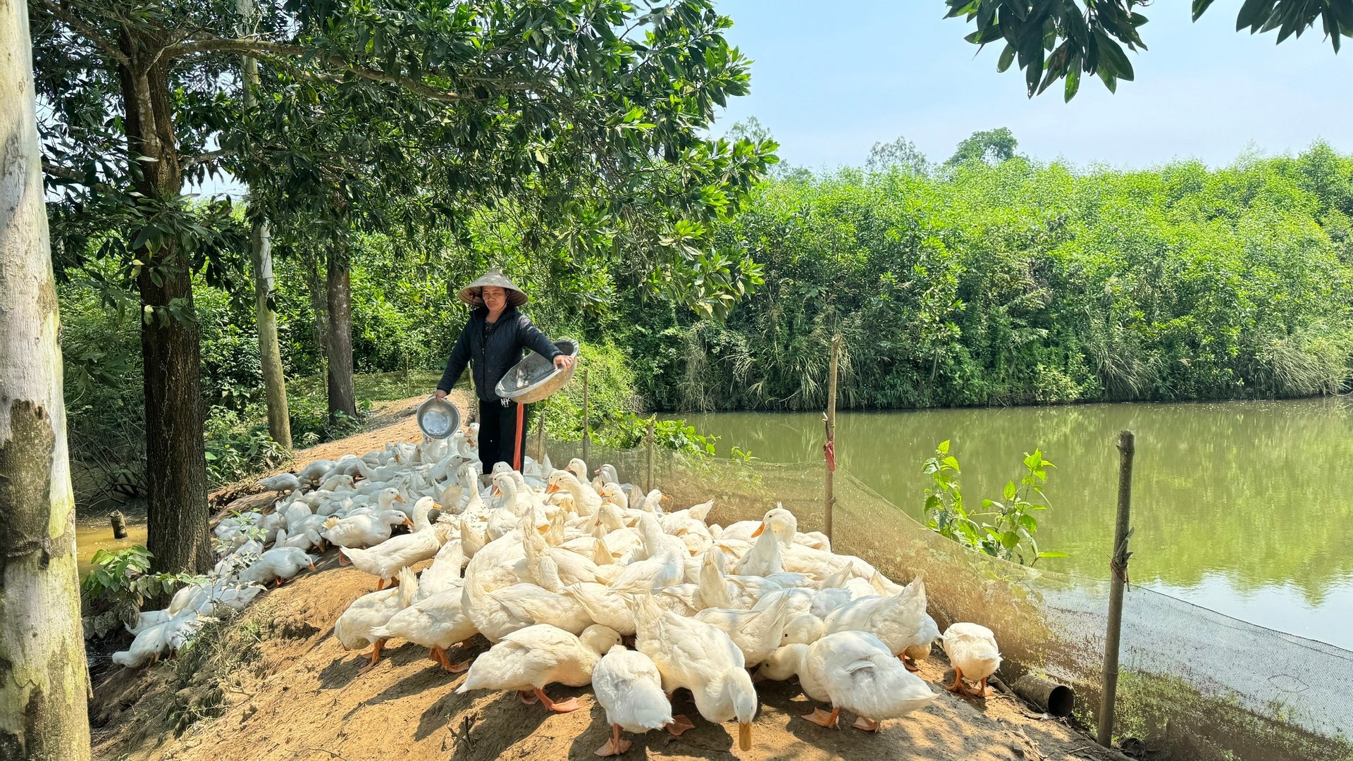 Với 500 con vịt thịt mỗi năm nuôi theo hình thức cuốn chiếu, bà Ánh có thêm thu nhập hàng trăm triệu đồng. Ảnh: Ánh Nguyệt.