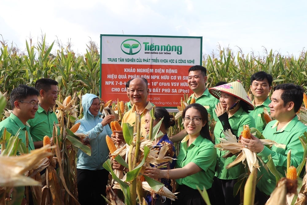Mô hình cho năng suất ngô đạt từ 3,8-4,0 tạ/sào, tăng 10-13% so với phân bón thông thường. Ảnh: Huyền Linh.