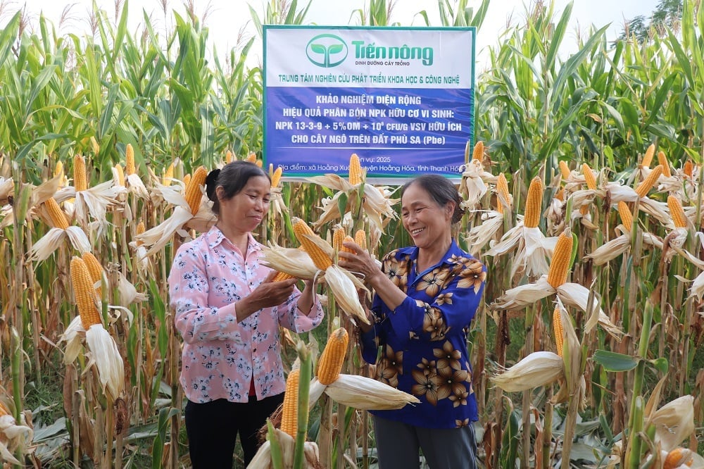 Bà con nông dân phấn khởi vì thu nhập tăng từ 5,9 đến 7,3 triệu đồng/ha khi sử dụng phân bón Tiến Nông bón cho cây ngô. Ảnh: Huyền Linh.