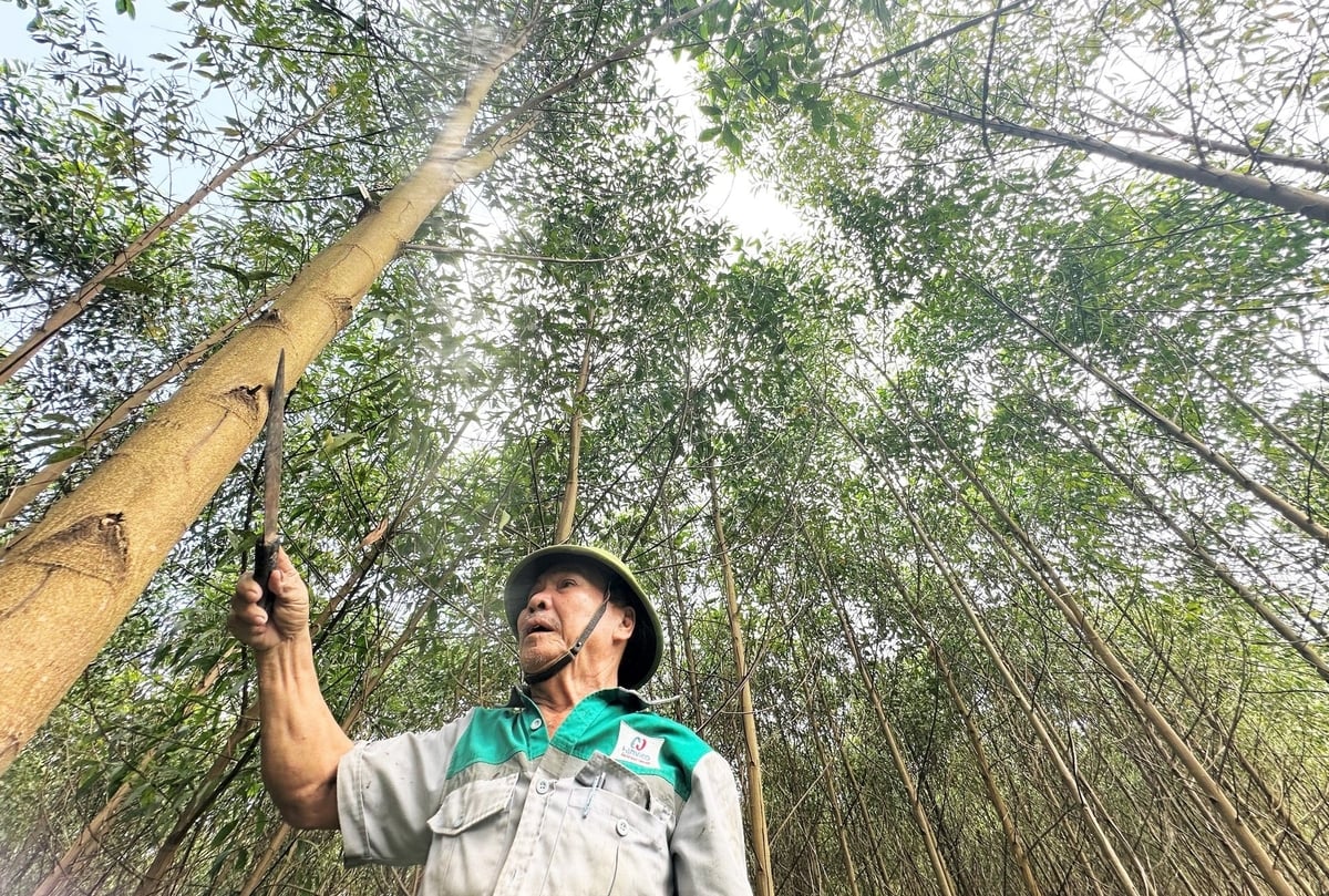 ERPA resources contribute greatly to ensuring livelihoods for people living near forests. Photo: Thanh Nga.