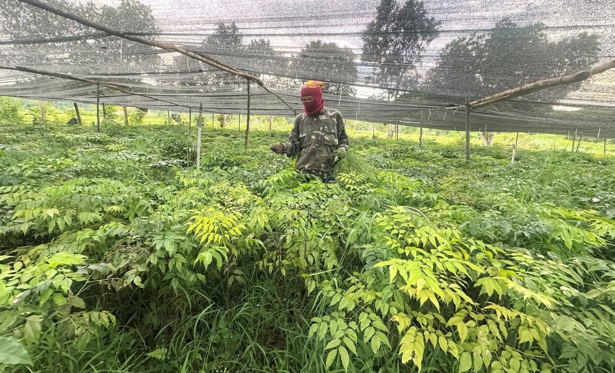 Forestry seed production enterprises prepare quality seed sources for forest enrichment planting. Photo: Thanh Nga.