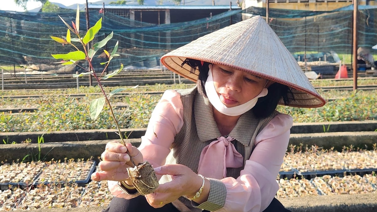 Quảng Ninh tập trung sản xuất và nâng cao chất lượng giống cây lâm nghiệp. Ảnh: Nguyễn Thành.