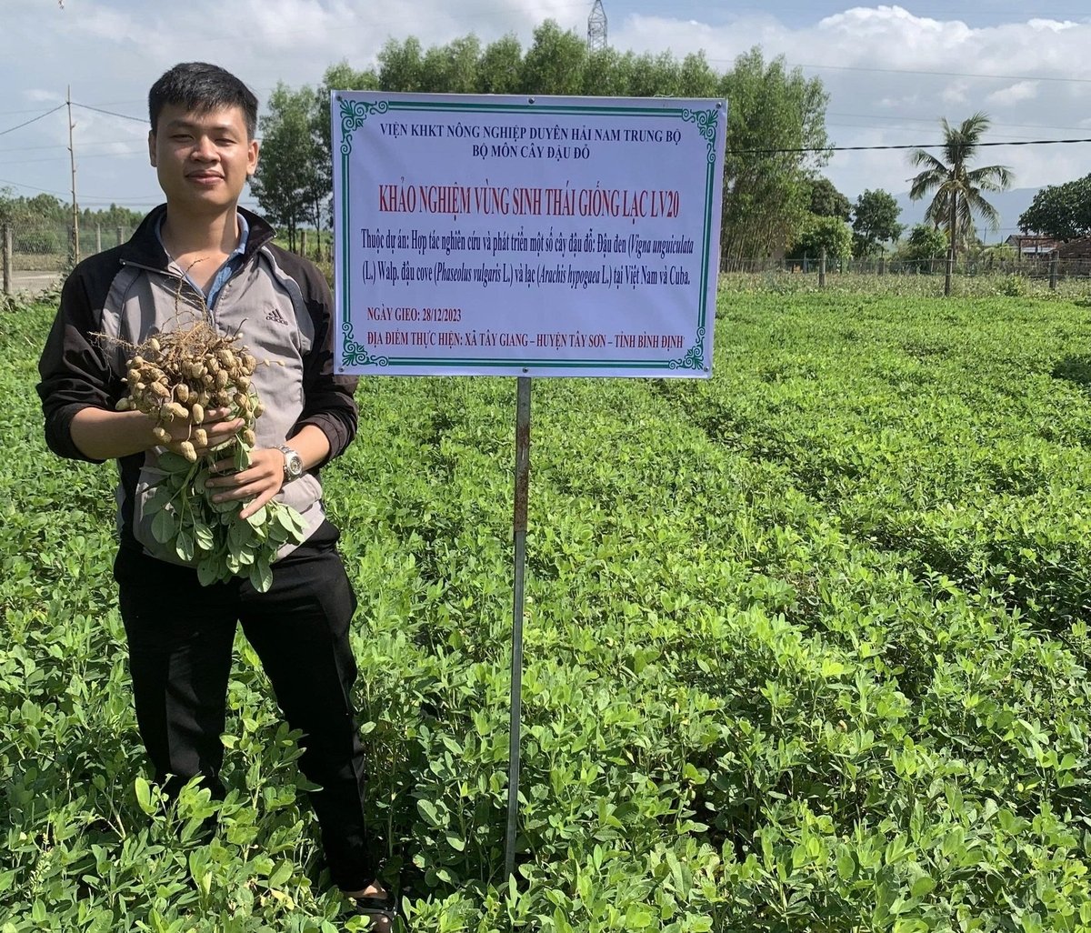 LV20 là giống lạc chất lượng, chống hạn tốt. Ảnh: DĐT. LV20 là giống lạc chất lượng, chống hạn tốt. Ảnh: DĐT.