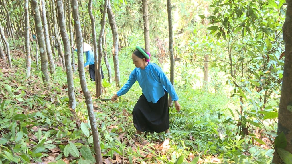Nông dân xã Đại Dực (cũ) chăm sóc rừng quế hữu cơ. Ảnh: Tiến Thành.