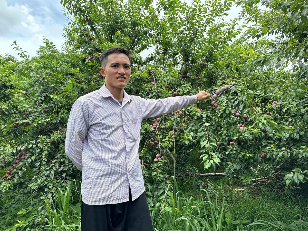 Anh Vàng A Gâu cho biết năm nay mận được mùa, sản lượng tăng cao nên những vườn mận đầu tư thâm canh kém, quả bé rất khó tiêu thụ, giá thấp. Ảnh: Đức Bình.