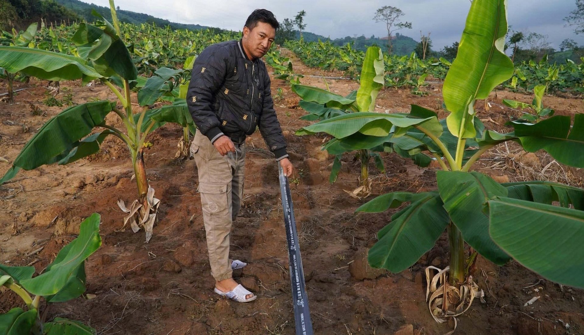Many households have invested in growing spotted bananas, but the returns have not met their expectations.