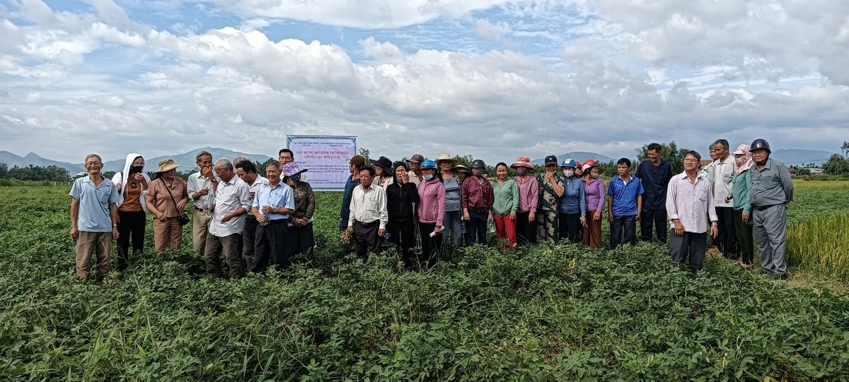 Thăm ruộng lạc VL20 trồng ở Bình Định. Ảnh: DĐT. Thăm ruộng lạc VL20 trồng ở Bình Định. Ảnh: DĐT.