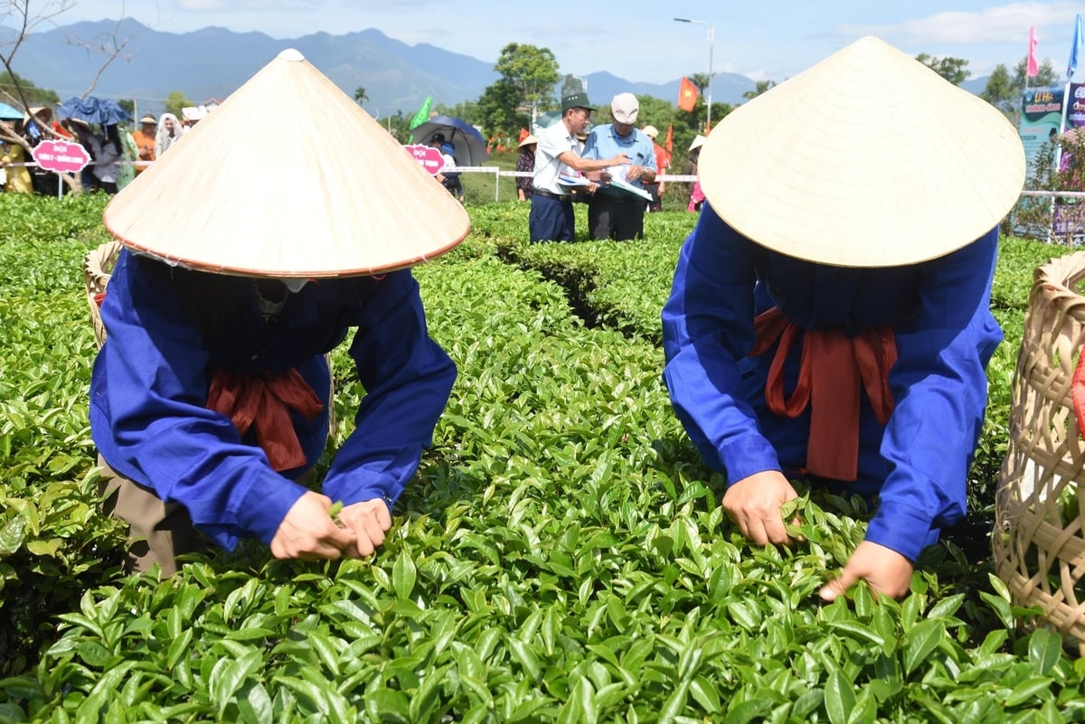Các hộ dân trồng chè tại Hải Hà (cũ) đang dần chuyển đổi trồng theo phương thức hữu cơ. Ảnh: Tiến Thành.