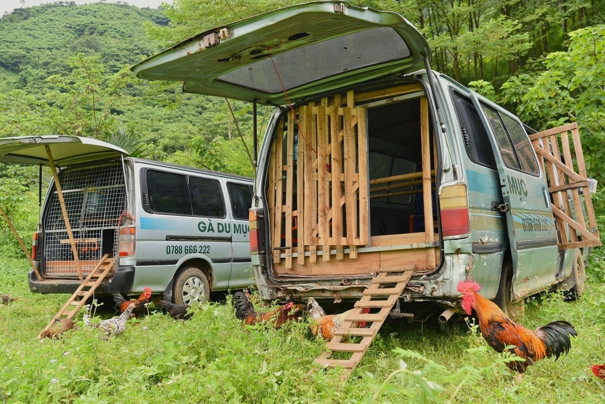 Những chuồng gà di động. Ảnh: Bảo Thắng. Những chuồng gà di động. Ảnh: Bảo Thắng.