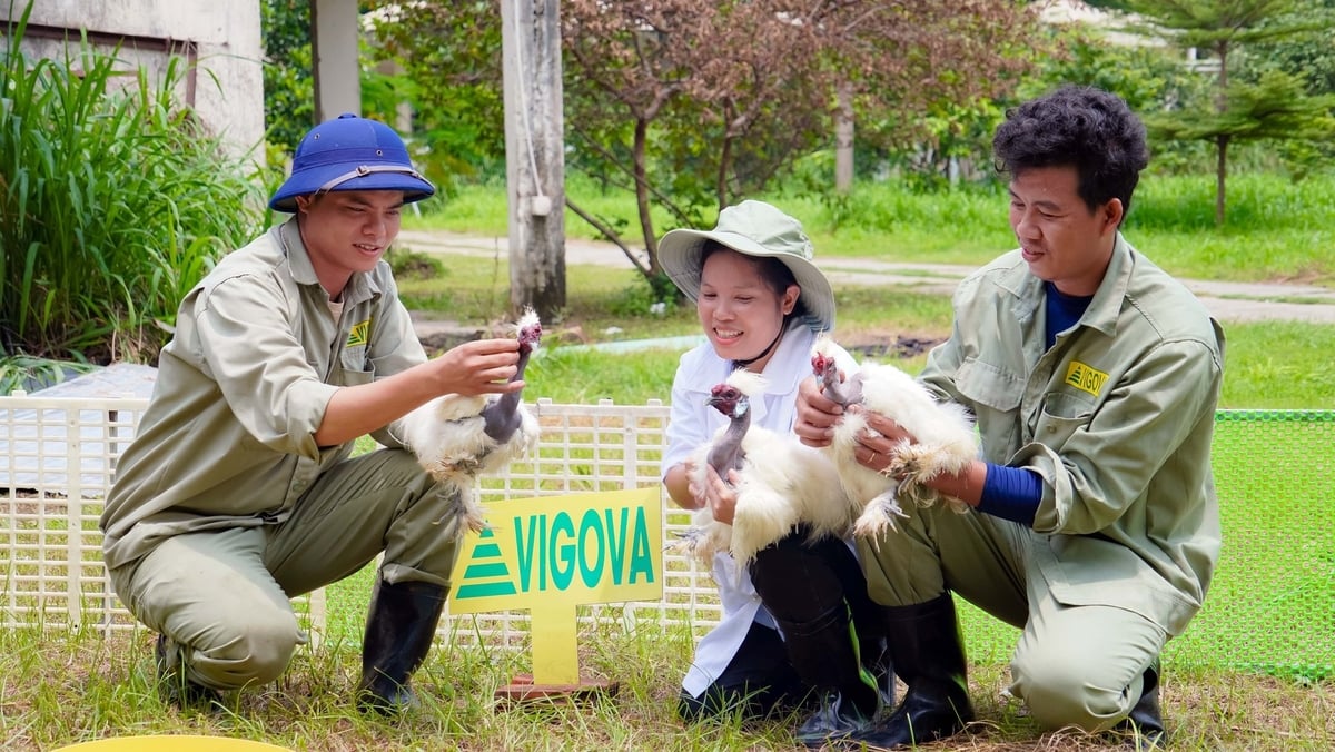 Gà Mã Đà hiện đang được Trung tâm VIGOVA (Phân viện Chăn nuôi Nam bộ) nghiên cứu, bảo tồn và phát triển. Ảnh: Lê Bình.